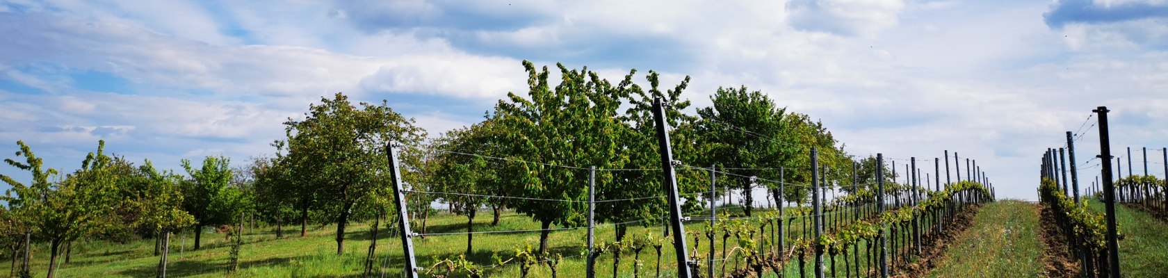 Pernersdorf im Pulkautal, © Weinstraße Weinviertel 