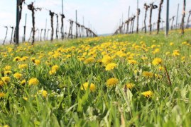 Weingut Fürnkranz, © Weingut Fürnkranz