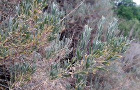 Nahaufnahme von gr&uuml;nen, l&auml;nglichen Bl&auml;ttern einer Pflanze in einer nat&uuml;rlichen Umgebung.