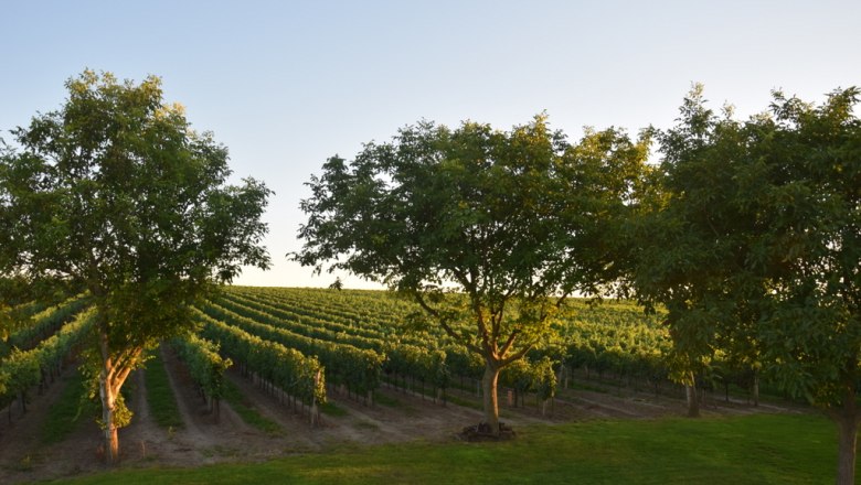 Weingarten, © Weinhirsch