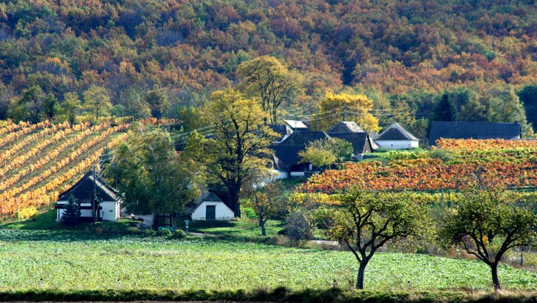 Landschaft mit Weinbergen und Häusern im Herbst.
