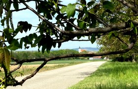 Blick durch Baumzweige auf eine Landstraße und eine Kirche im Hintergrund im Schmidatal.