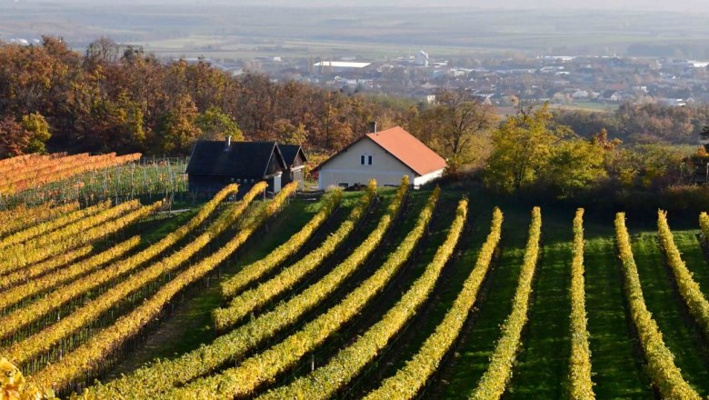 Weinberge mit gelben Blättern und einem kleinen Haus im Hintergrund.