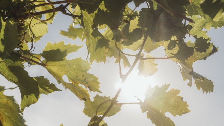 Sonnenlicht scheint durch Weinblätter in einem Weinberg.