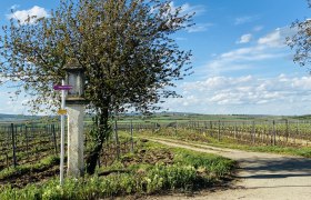 Weinberglandschaft mit Wegweiser und Baum im Weinviertel, Österreich.