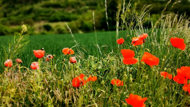 Rote Mohnblumen vor einem grünen Feld und bewaldeten Hügeln.