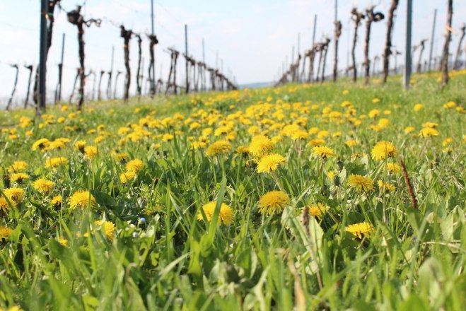 Weingut F&uuml;rnkranz, &copy; Weingut F&uuml;rnkranz