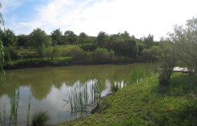 Ein kleiner Teich mit Schilf und Bäumen im Hintergrund unter einem blauen Himmel.