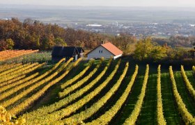 Weinberge mit gelben Blättern und einem kleinen Haus im Hintergrund.