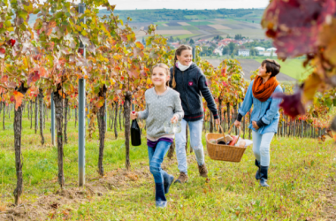 Weinherbst im Weinviertel, © M.Lifka