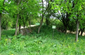 Grüne Wiese mit Bäumen und einem Schild mit der Aufschrift 'Geheimtipp'.