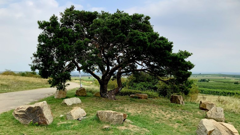 Ein großer Baum mit ausladenden Ästen steht auf einer Wiese, umgeben von mehreren großen Steinen. Im Hintergrund sind Felder und ein Weg zu sehen.