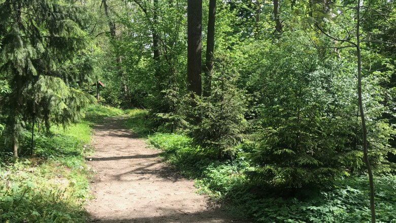 Ein Waldweg im Gr&uuml;nen, umgeben von B&auml;umen und Str&auml;uchern, bei sonnigem Wetter.