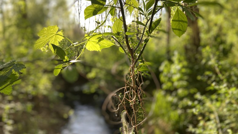 Nahaufnahme von grünen Blättern und Ranken im Vordergrund, unscharfer Waldhintergrund mit Bach.