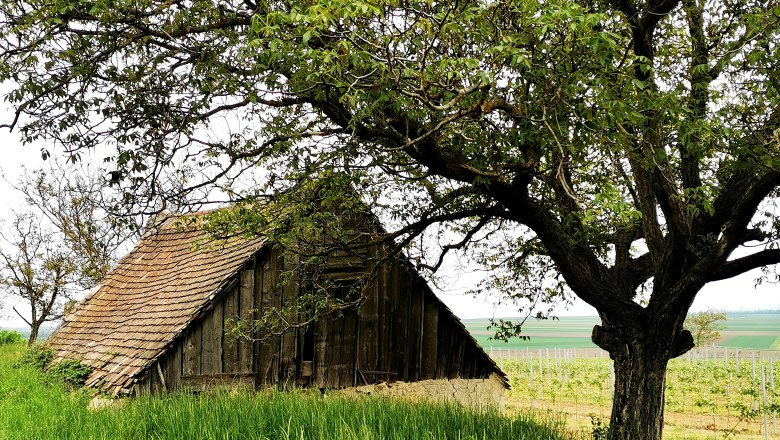 Altes Presshaus mit Ziegeldach und Baum im Vordergrund, umgeben von gr&uuml;ner Landschaft und Weinbergen.