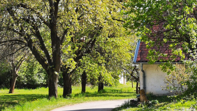 Ein ländlicher Weg mit blühenden Bäumen und einem Gebäude mit rotem Ziegeldach.