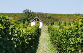Weinberg mit Hiatahütte am Ende eines mit Blumen bewachsenen Pfades.