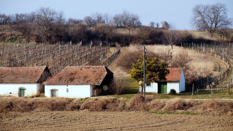 Weinberge mit kleinen weißen Gebäuden und kahlen Bäumen im Hintergrund.