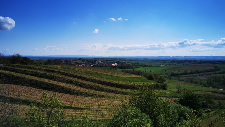 Weinberge und Landschaft unter blauem Himmel in Vösenau.