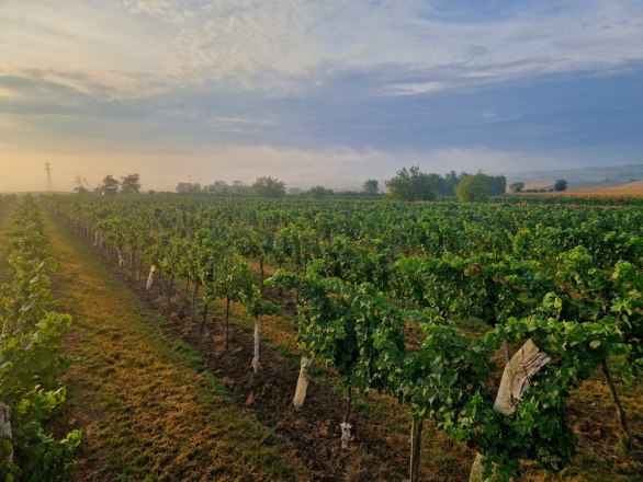 Sonnenuntergang in der Riede "Fliegentanz", &copy; Walter Kugler
