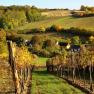 Weinberge im Herbst mit buntem Laub und kleinen H&auml;usern im Hintergrund.