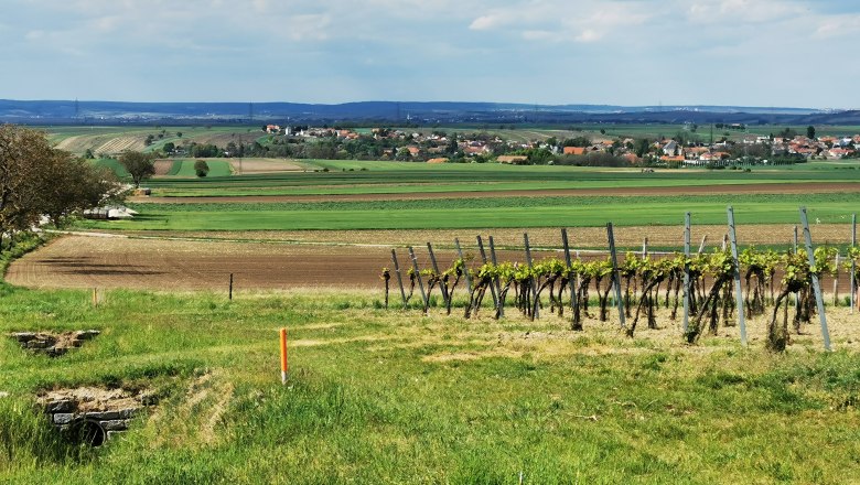 Ausblick über grüne Wisen mit Weingärten. Am Horizont ist eine Ortschaft zu erkennen.