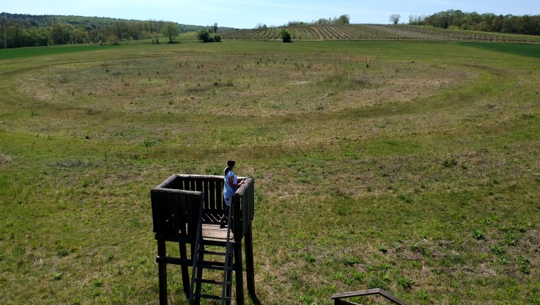 Aussichtsturm bei den Kreisgräben in Glaubendorf mit Person darauf, umgeben von grüner Landschaft.
