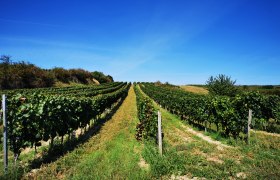 Weinreben auf einem Hügel unter klarem, blauem Himmel.