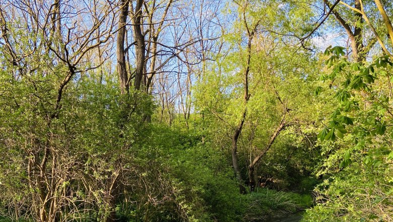 Ein kleiner Bach fließt durch einen bewaldeten Bereich mit grünem Laub und blauem Himmel.