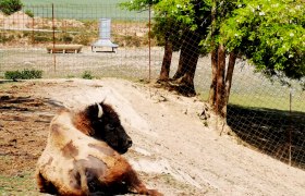 Bisongehege, © Weinstraße Weinviertel