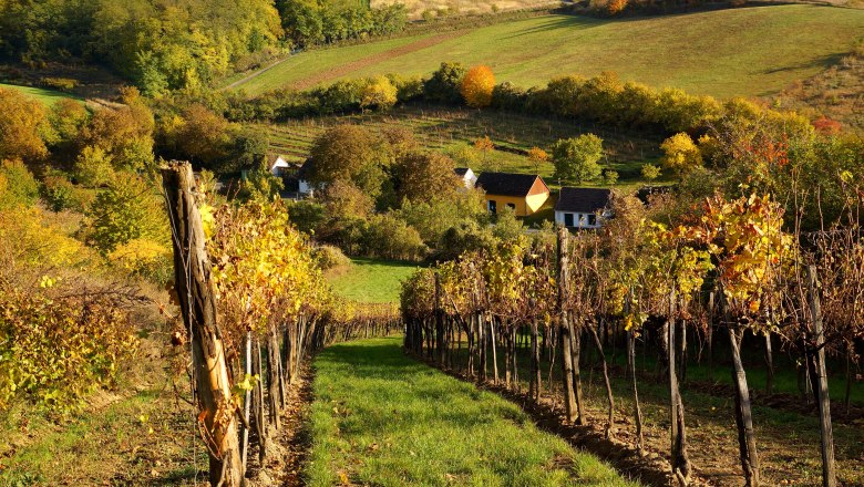 Blick in die Weingärten, © M. Greil