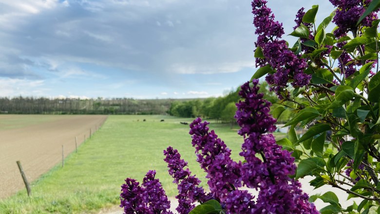 Lila Fliederblüten im Vordergrund, dahinter eine grüne Wiese und ein Feld unter bewölktem Himmel.