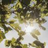 Sonnenlicht scheint durch Weinblätter in einem Weinberg.