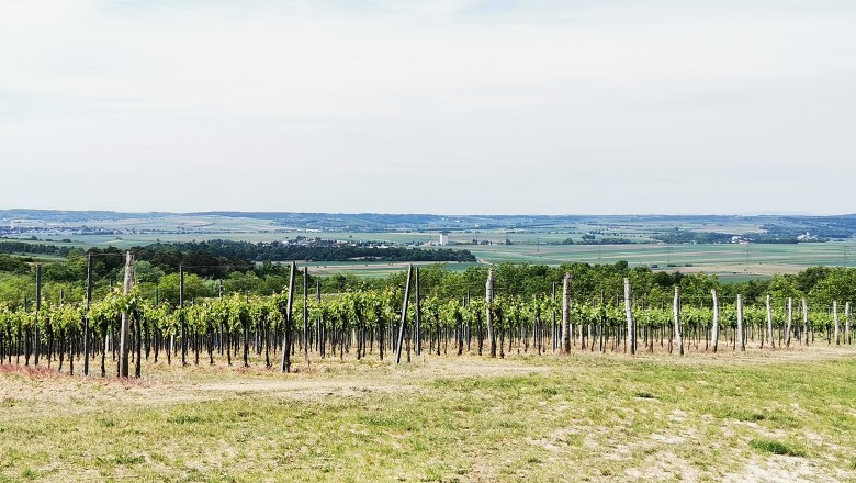 Weinberge im Weinviertel mit weitem Blick über die Landschaft.